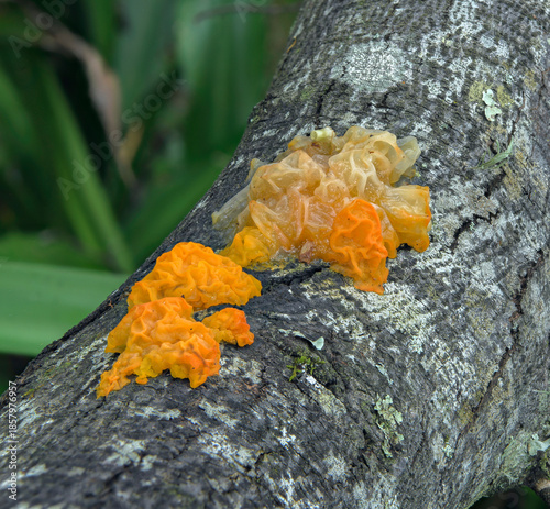 Tremella aurantia fungus on a tree trunk