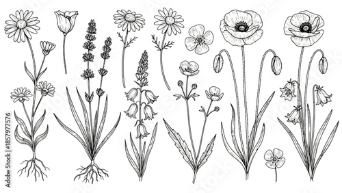 Detailed Botanical Illustrations of Various Wildflowers and Herbs.