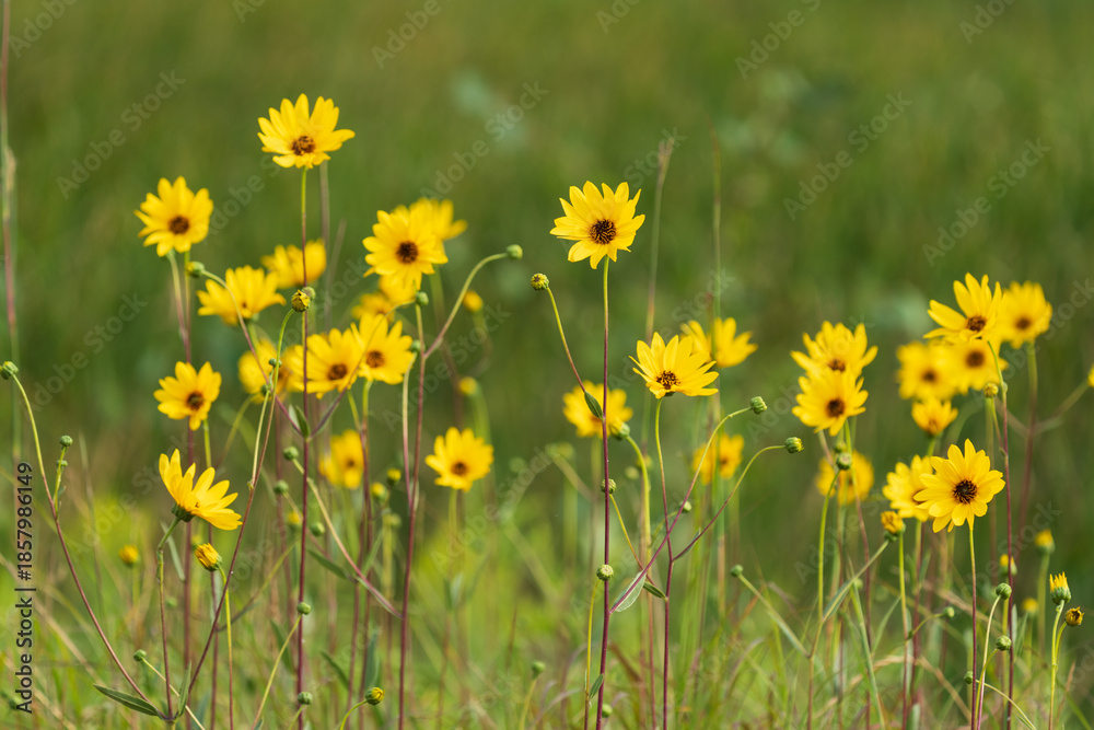 Obraz premium Helianthus