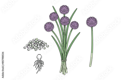 Chives bunch with leaves and flowers outline vector illustration isolated on white.