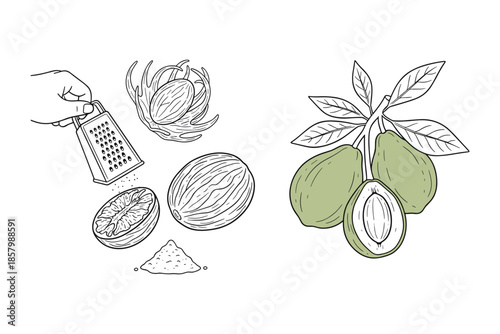 Nutmeg mace and fruit drawing set in doodle style on transparent background vector.