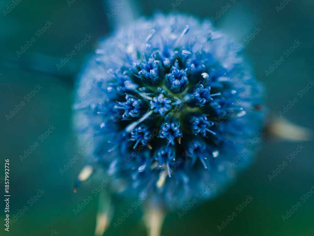 custom made wallpaper toronto digitalblue flower macro