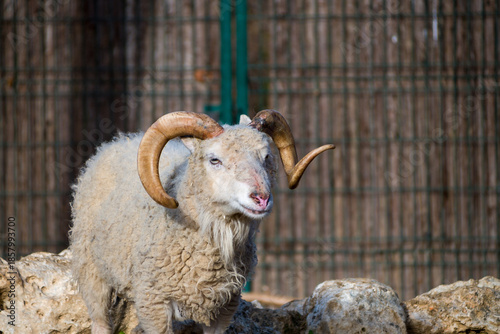 Curly Horned Ram Portrait on Farm