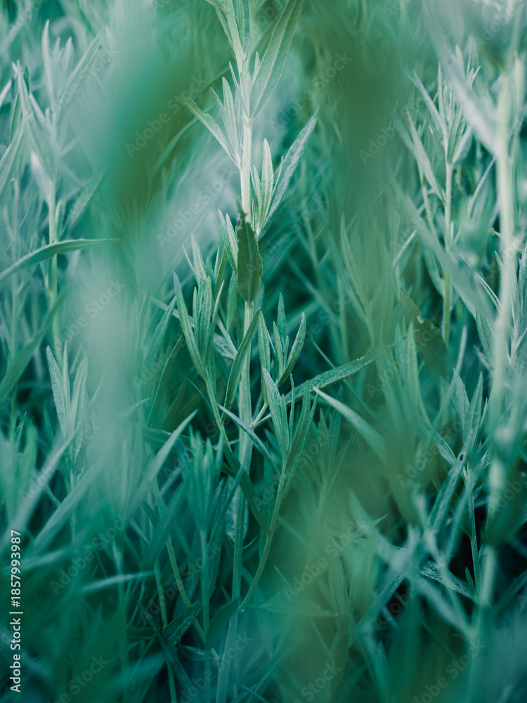 Obraz premium Plant foliage