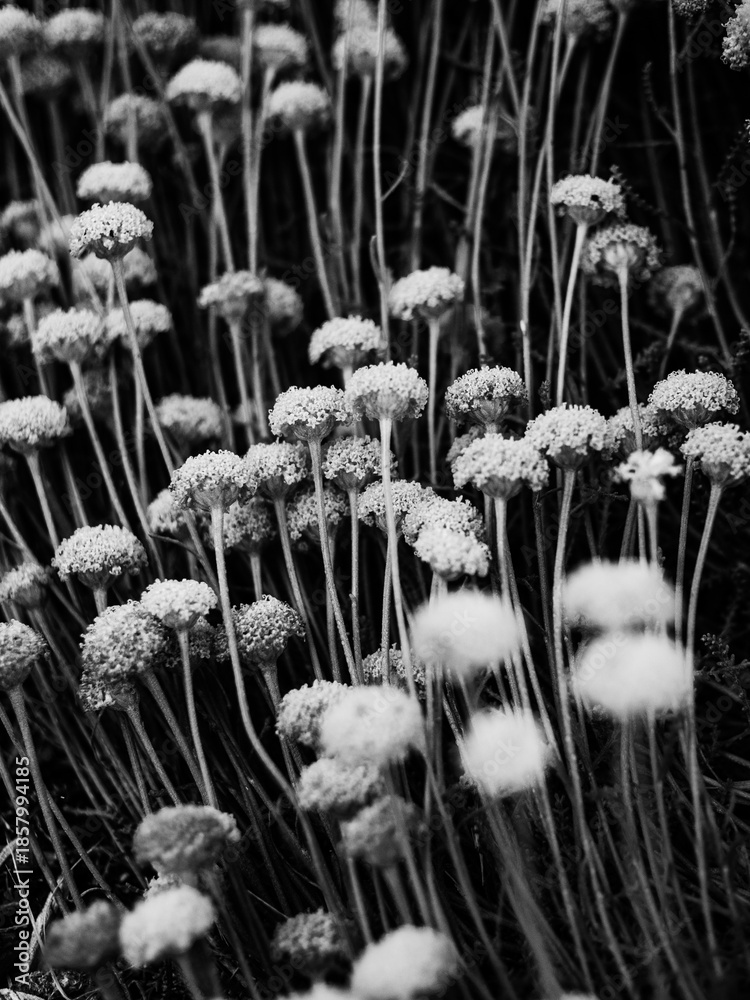 custom made wallpaper toronto digitalBlack and white photo of flowers