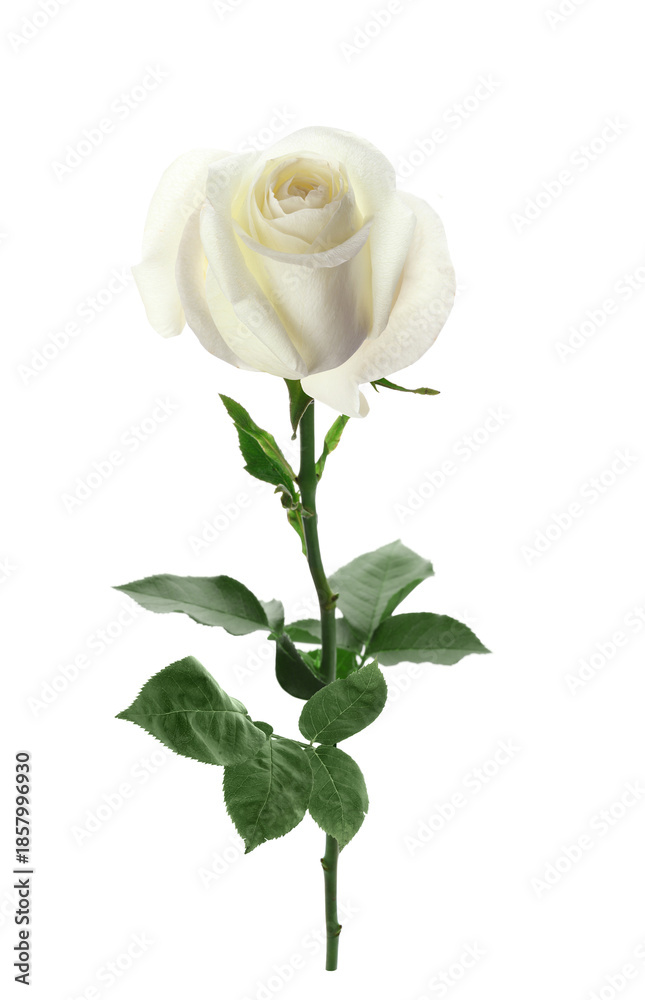 Fototapeta premium Beautiful rose with green leaves isolated on white