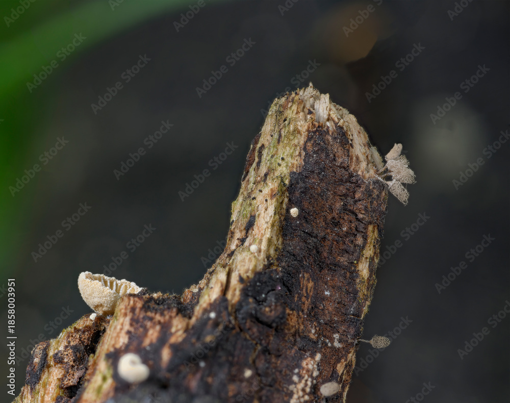 Fototapeta premium Arcyria glauca slime mold close up