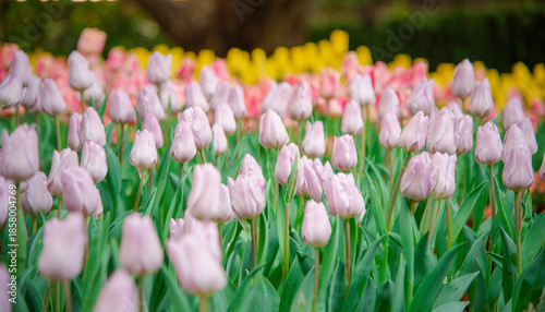 Landscape view of red tulips blooming in a public park, softly highlighted by gentle sunlight, creating a warm and peaceful spring garden atmosphere.