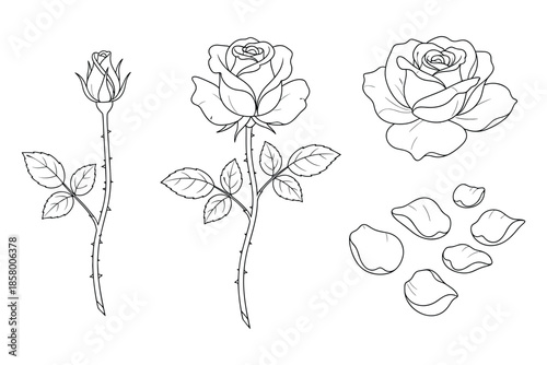 Hand drawn sketch of rose flower stem leaf and petals vector illustration line art drawing.