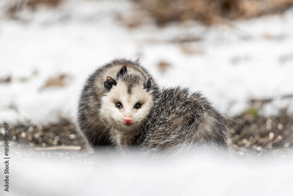 Obraz premium Opossums in winter