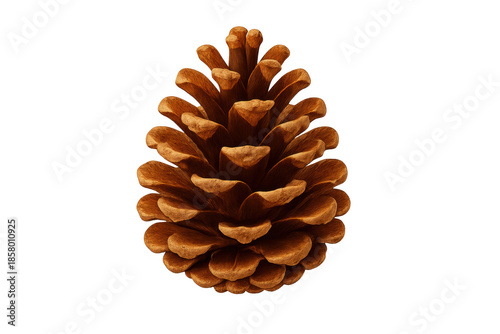 Pinecone with transparent background for natural themes