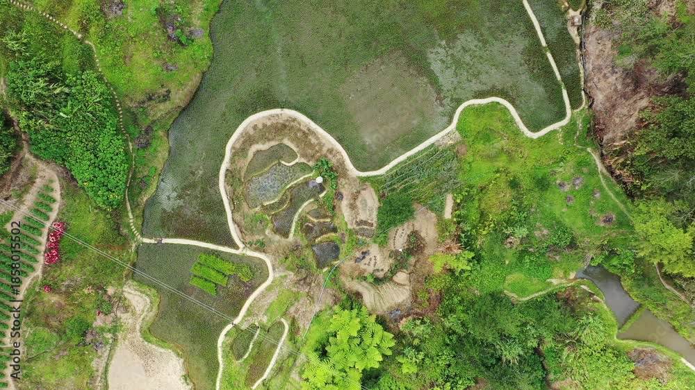 Drone shot of lush green rice terraces and pathways in the countryside ...