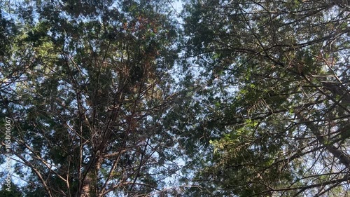 Walking Slowly Through Winter Forest With Birdsong