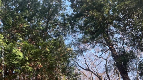 Walking Slowly Through Winter Forest With Birdsong