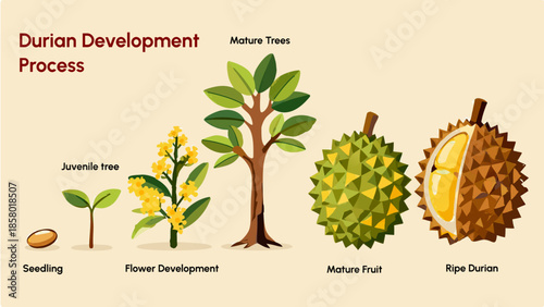 The Life Cycle of a Durian Tree