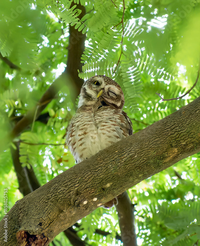 Birds and wild animal