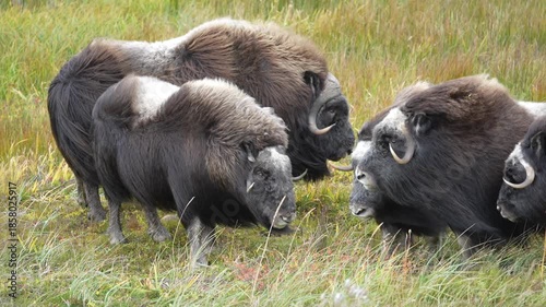 A small herd of wild musk ox on a windy day in Alaska