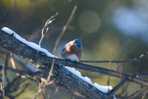 Eastern Bluebird Perched on Snow-Dusted Branches in Winter