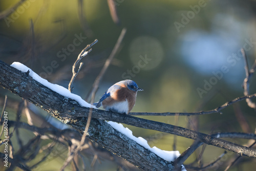 Eastern Bluebird Perched on Snow-Dusted Branches in Winter
