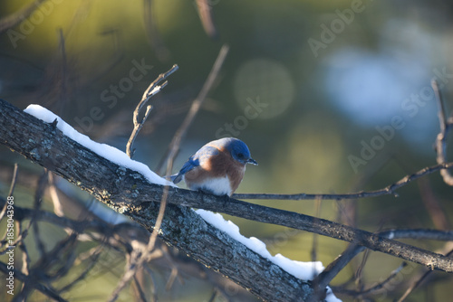 Eastern Bluebird Perched on Snow-Dusted Branches in Winter