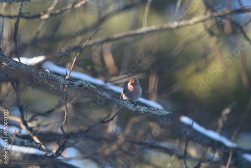 Purple Finch Perched on Winter Branches in Natural Habitat