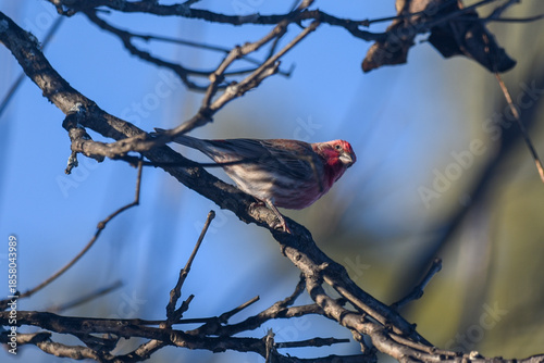 Purple Finch Perched on Winter Branches in Natural Habitat