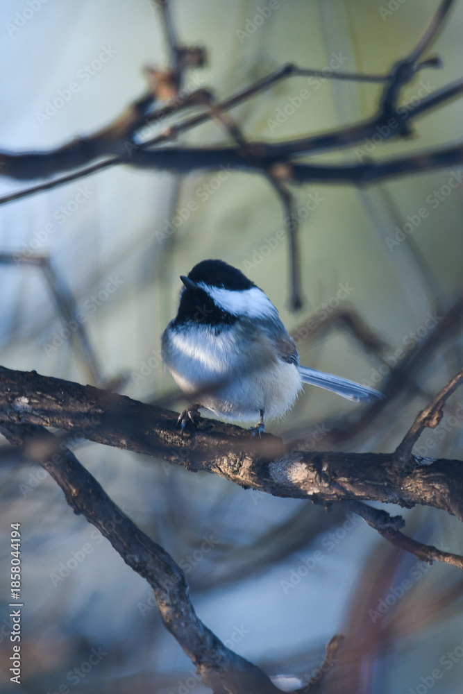 Fototapeta premium Black-Capped Chickadee Perched on Bare Winter Branches