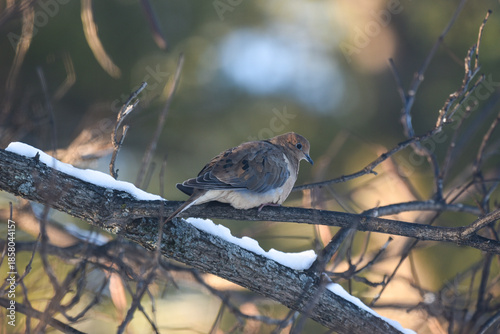 Mourning Dove Perched on a Snow-Covered Branch in Winter