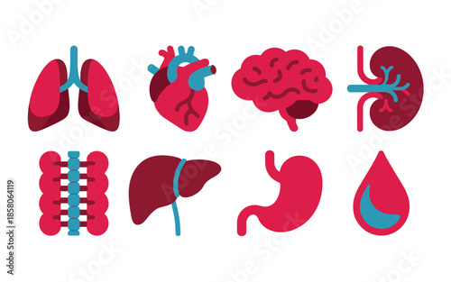 Vector art of collection of human organ icons in pink and blue