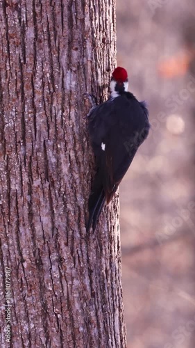 Male Pileated Woodpecker (Dryocopus pileatus) perched on a large tree trunk as he uses it for a tail feather prop. During winter in a dense forest in Wisconsin. 