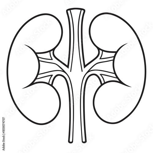 Kidney Anatomy: A detailed, monochrome illustration of a kidney showcasing its intricate structure, perfect for medical, educational, and health-related contexts.