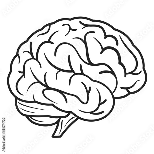 Brain Anatomy Illustration: A detailed outline showcases the intricate structure of a human brain, highlighting its complexity and essential function in thought and emotion.