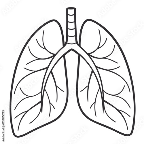 Human Lung Illustration: A detailed, black and white illustration of the human lung, showcasing its intricate network and vital functions, suitable for educational purposes.