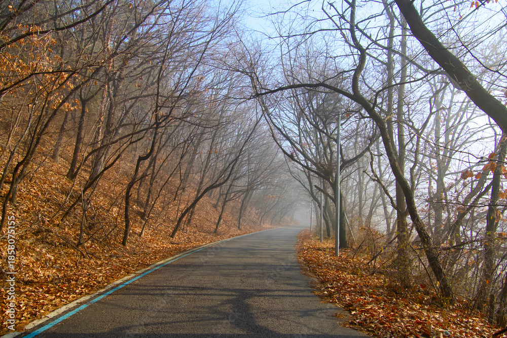 Fototapeta premium A foggy day on a trail somewhere