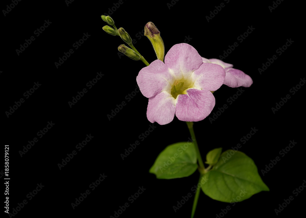 Obraz premium Blue Trumpet Vine flower