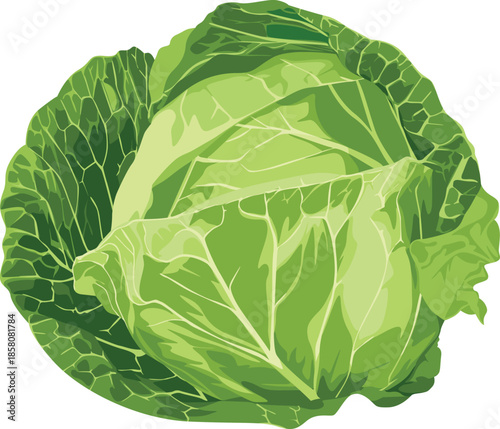 A vibrant green head of cabbage with tightly packed leaves against a clean white background.