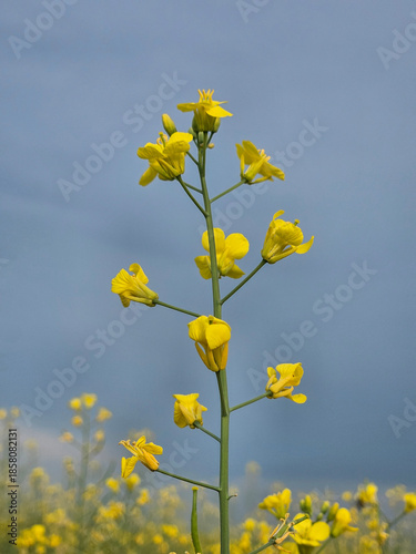 Closeup of a canola plant with yellow blossoms and a blue sky background.