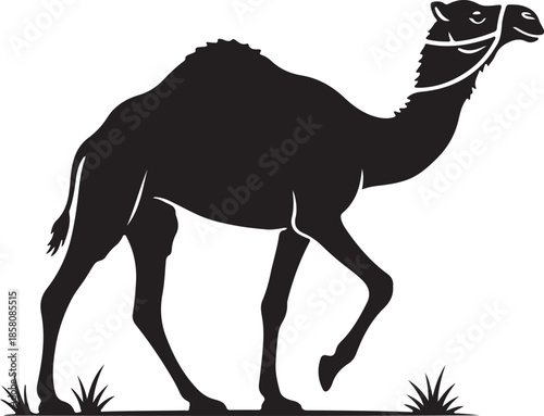 Black Silhouette of Walking Dromedary Camel Isolated Vector Graphic