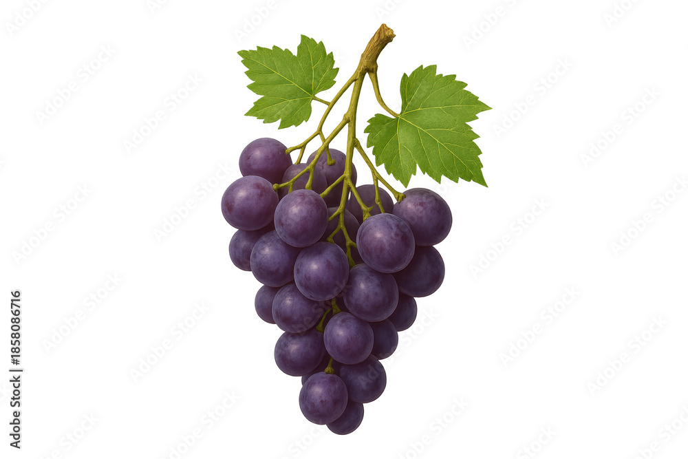 Fototapeta premium Bunch of purple grapes with green leaves