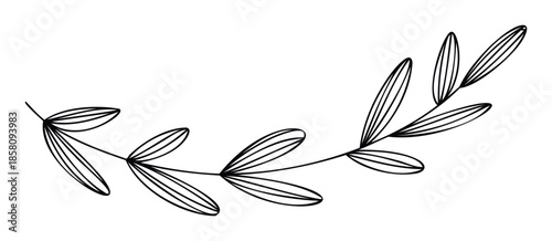 Minimalist outline drawing of an elegant botanical branch with elongated striped leaves, perfect for sophisticated branding, wedding invitations, greeting cards, or decorative print