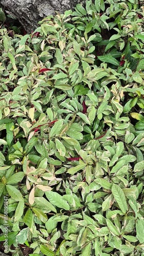 Bloodsucking plant (Excoecaria cochinchinensis), an ornamental leaf plant also known as a medicinal plant. The white sap exuded by its stems and leaves is poisonous