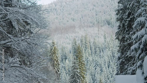 A picturesque view of a snow-covered forest and mountain slope in Synevyr National Park, located in the Carpathian Mountains of Ukraine.