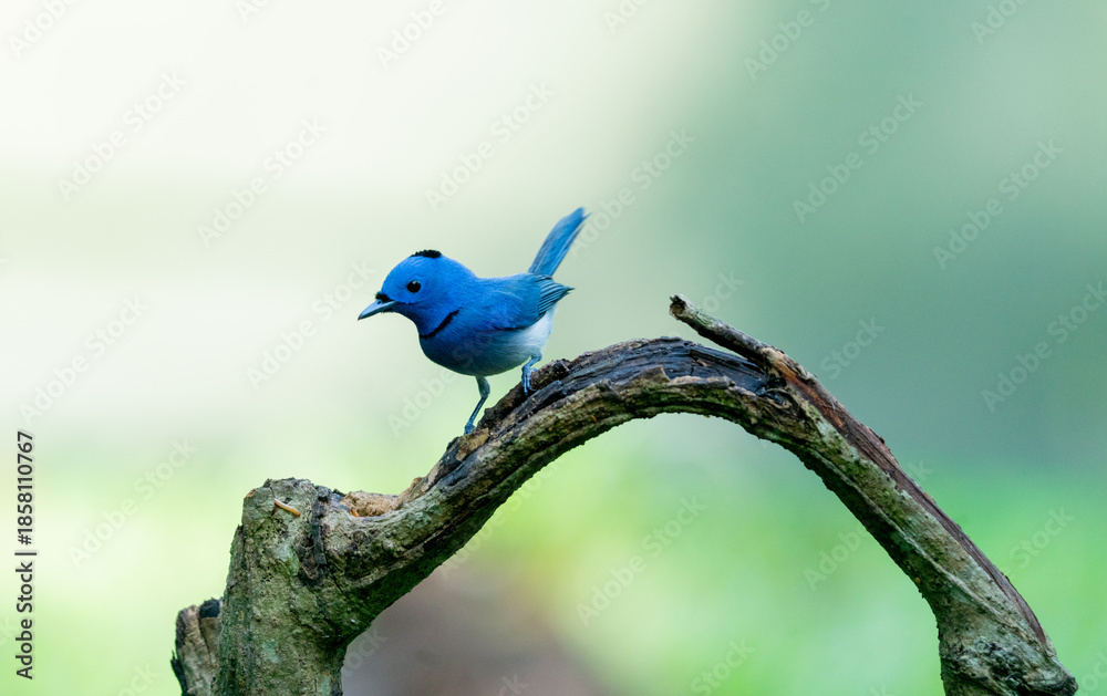 Obraz premium Blue Flycatcher Bird Eating Insect