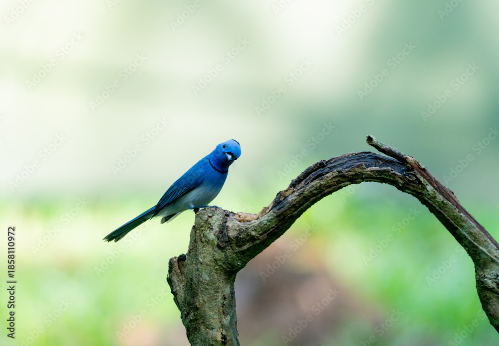 Obraz premium Blue Flycatcher Bird Eating Insect