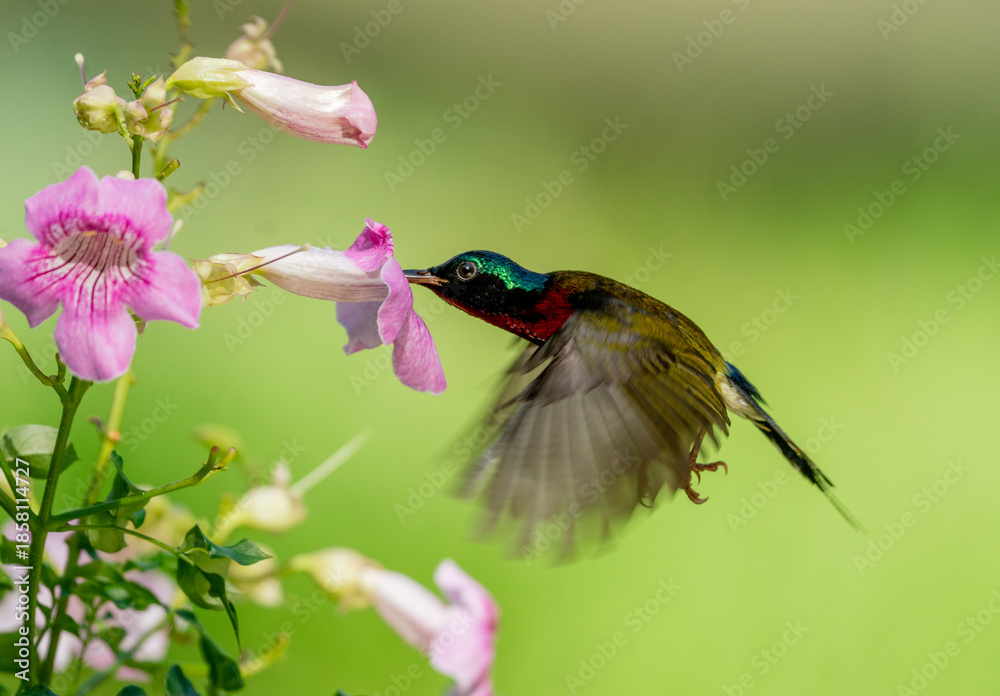 Fototapeta premium Sunbird Feeding Nectar From Flower