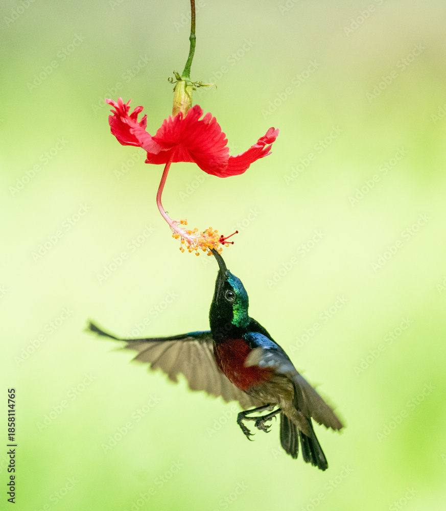 Fototapeta premium Sunbird Feeding Nectar From Flower