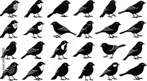 Set of black bird silhouettes vector illustration featuring various species of wild songbirds in different poses isolated on white backgroundv