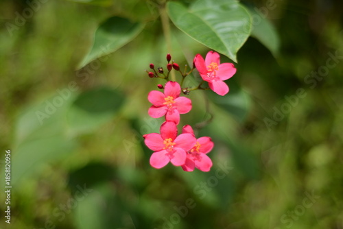 Wildflowers on the river bank