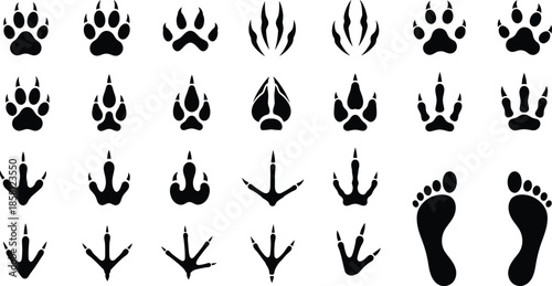 A comprehensive guide to animal paw prints, bird tracks, and human footprints in silhouette form