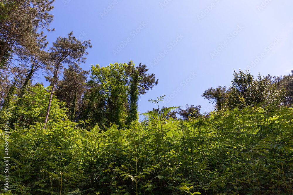 Obraz premium Beautiful impenetrable forest with ferns. Istanbul. Turkiye.